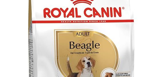 Beagle Adult Dog