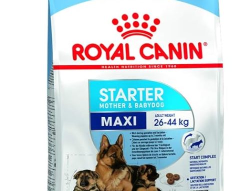 Royal Canin Maxi Starter, Mother & Babydog Food, 1 Kg, Dry Food, Supports Complex Natural Defence & digestive health, Provides Gestation/Lactation Support, Supports Easy rehydration